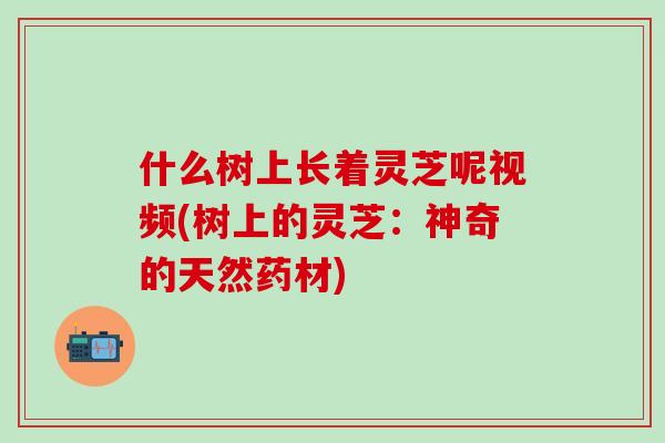什么树上长着灵芝呢视频(树上的灵芝：神奇的天然药材)