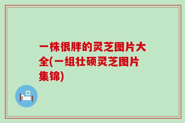 一株很胖的灵芝图片大全(一组壮硕灵芝图片集锦)