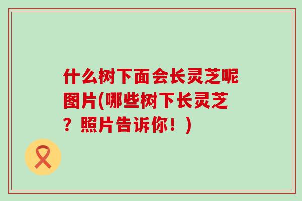 什么树下面会长灵芝呢图片(哪些树下长灵芝？照片告诉你！)