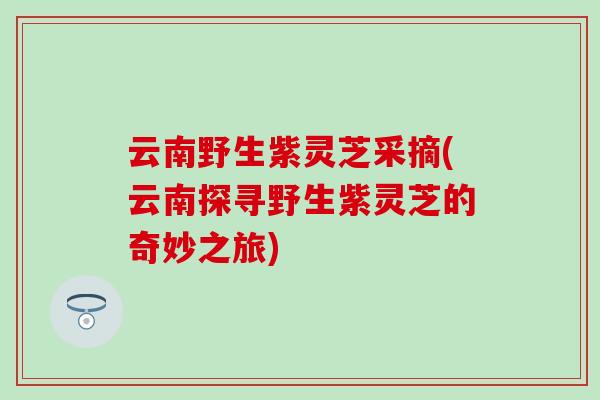 云南野生紫灵芝采摘(云南探寻野生紫灵芝的奇妙之旅)