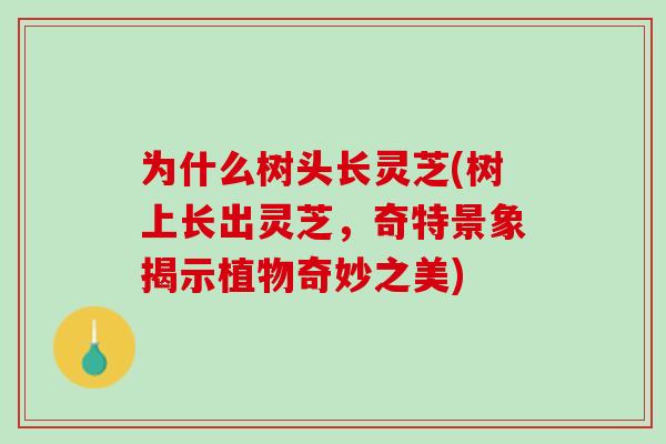 为什么树头长灵芝(树上长出灵芝，奇特景象揭示植物奇妙之美)
