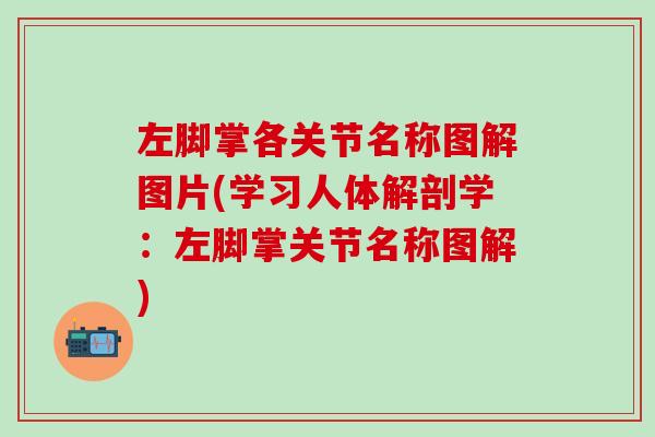 左脚掌各关节名称图解图片(学习人体解剖学：左脚掌关节名称图解)