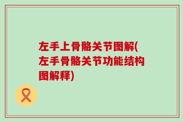 左手上骨骼关节图解(左手骨骼关节功能结构图解释)