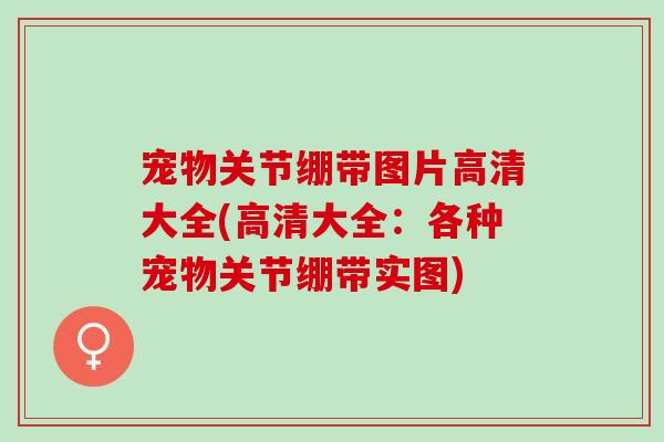 宠物关节绷带图片高清大全(高清大全：各种宠物关节绷带实图)