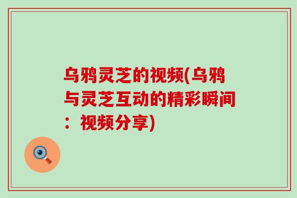 乌鸦灵芝的视频(乌鸦与灵芝互动的精彩瞬间：视频分享)