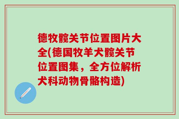 德牧髋关节位置图片大全(德国牧羊犬髋关节位置图集，全方位解析犬科动物骨骼构造)