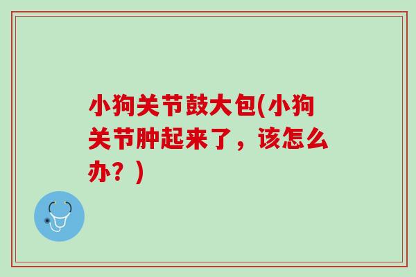 小狗关节鼓大包(小狗关节肿起来了，该怎么办？)