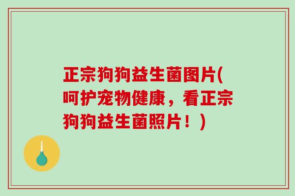 正宗狗狗益生菌图片(呵护宠物健康，看正宗狗狗益生菌照片！)