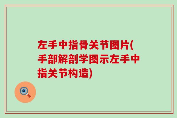 左手中指骨关节图片(手部解剖学图示左手中指关节构造)