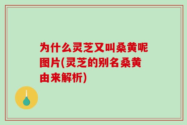 为什么灵芝又叫桑黄呢图片(灵芝的别名桑黄由来解析)