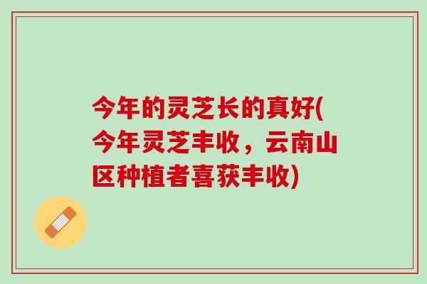 今年的灵芝长的真好(今年灵芝丰收，云南山区种植者喜获丰收)