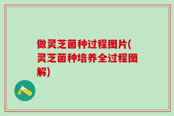 做灵芝菌种过程图片(灵芝菌种培养全过程图解)