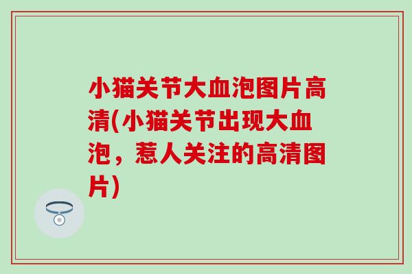 小猫关节大血泡图片高清(小猫关节出现大血泡，惹人关注的高清图片)