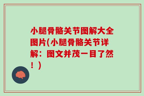 小腿骨骼关节图解大全图片(小腿骨骼关节详解：图文并茂一目了然！)