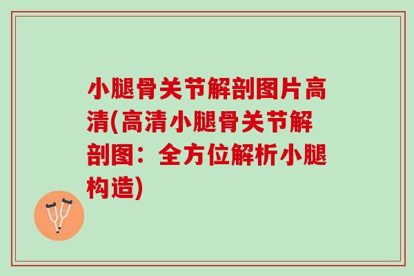 小腿骨关节解剖图片高清(高清小腿骨关节解剖图：全方位解析小腿构造)