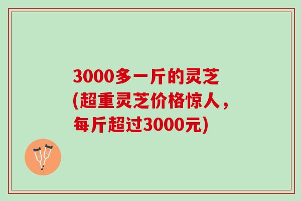 3000多一斤的灵芝(超重灵芝价格惊人，每斤超过3000元)
