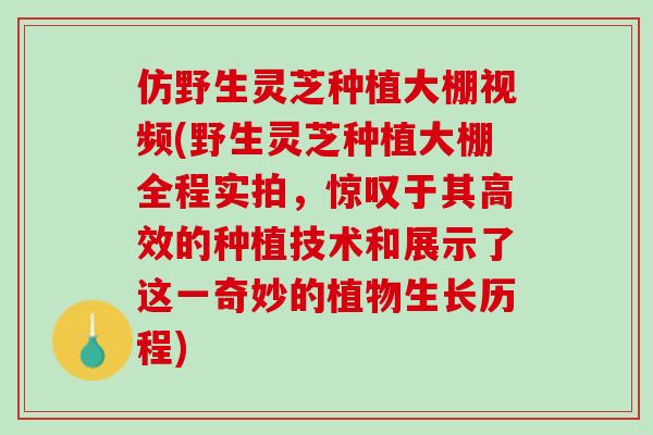 仿野生灵芝种植大棚视频(野生灵芝种植大棚全程实拍，惊叹于其高效的种植技术和展示了这一奇妙的植物生长历程)