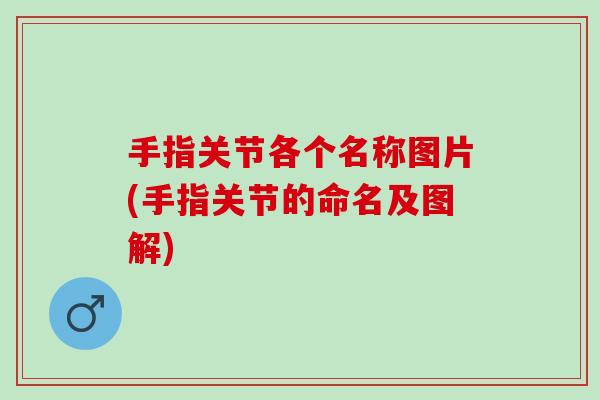 手指关节各个名称图片(手指关节的命名及图解)