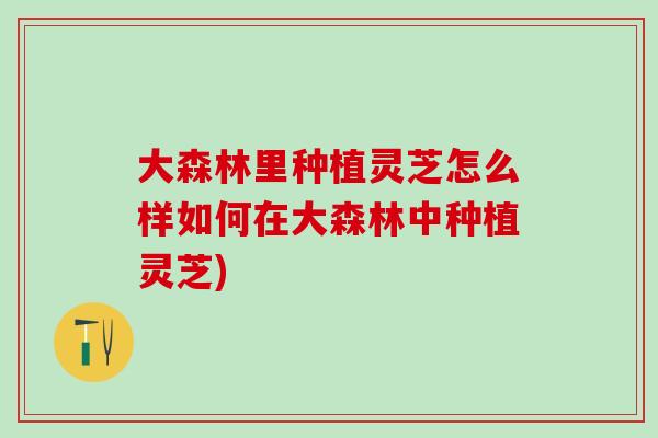 大森林里种植灵芝怎么样如何在大森林中种植灵芝)