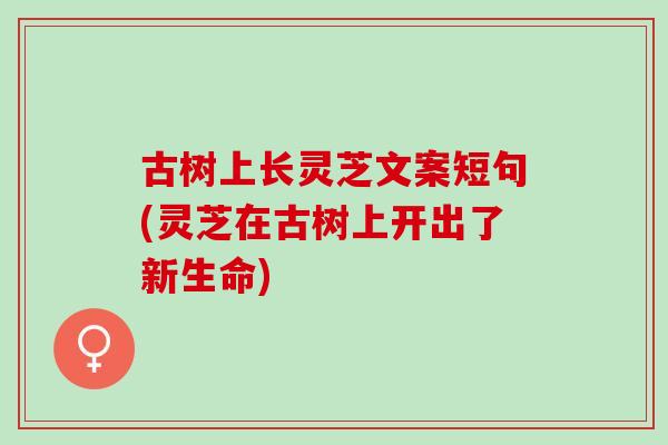古树上长灵芝文案短句(灵芝在古树上开出了新生命)