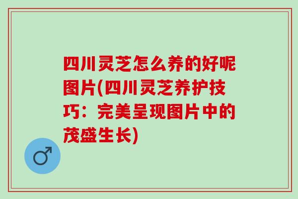四川灵芝怎么养的好呢图片(四川灵芝养护技巧：完美呈现图片中的茂盛生长)
