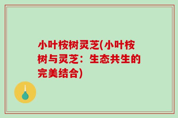 小叶桉树灵芝(小叶桉树与灵芝:生态共生的完美结合) 小叶桉树灵芝(小叶桉树与灵芝:生态共生的完美结合)