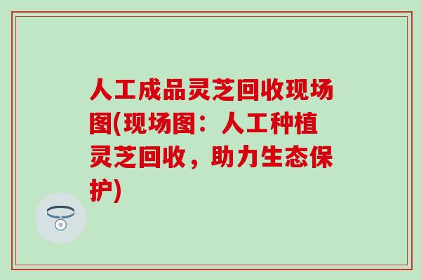 人工成品灵芝回收现场图(现场图：人工种植灵芝回收，助力生态保护)