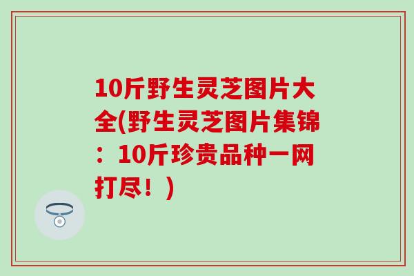 10斤野生灵芝图片大全(野生灵芝图片集锦：10斤珍贵品种一网打尽！)