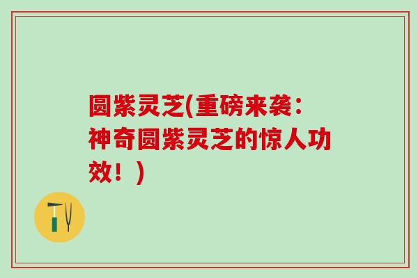 圆紫灵芝(重磅来袭:神奇圆紫灵芝的惊人功效!) 圆紫灵芝(重磅来袭:神奇圆紫灵芝的惊人功效!)