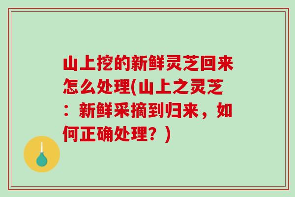 山上挖的新鲜灵芝回来怎么处理(山上之灵芝：新鲜采摘到归来，如何正确处理？)