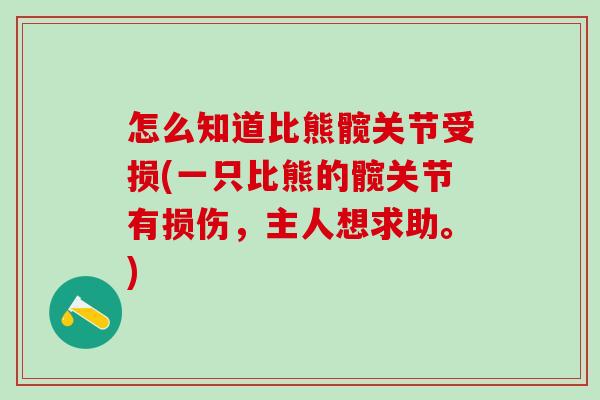 怎么知道比熊髋关节受损(一只比熊的髋关节有损伤，主人想求助。)