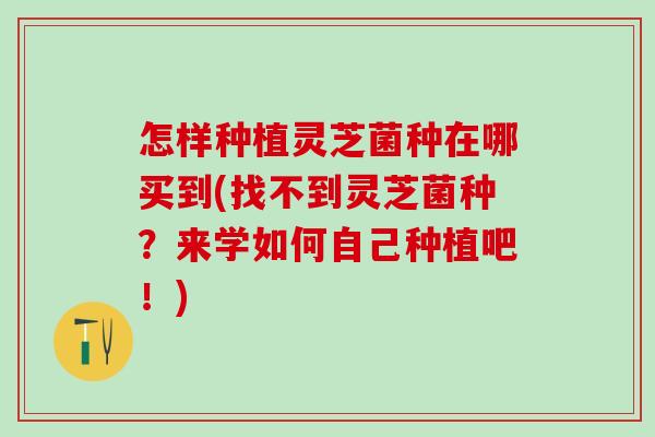 怎样种植灵芝菌种在哪买到(找不到灵芝菌种？来学如何自己种植吧！)