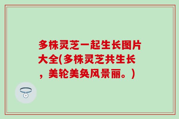 多株灵芝一起生长图片大全(多株灵芝共生长，美轮美奂风景丽。)