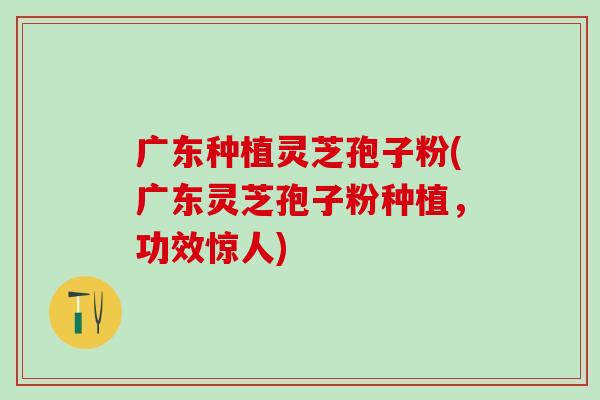 广东种植灵芝孢子粉(广东灵芝孢子粉种植，功效惊人)