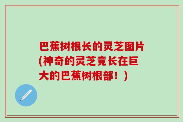 巴蕉树根长的灵芝图片(神奇的灵芝竟长在巨大的巴蕉树根部！)