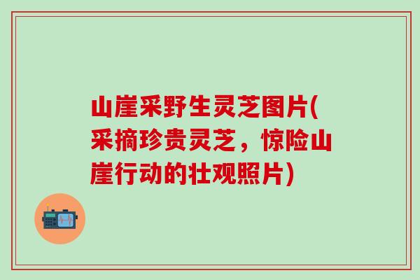 山崖采野生灵芝图片(采摘珍贵灵芝,惊险山崖行动的壮观照片) 山崖采野生灵芝图片(采摘珍贵灵芝,惊险山崖行动的壮观照片)
