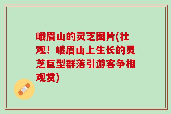 峨眉山的灵芝图片(壮观！峨眉山上生长的灵芝巨型群落引游客争相观赏)
