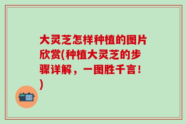 大灵芝怎样种植的图片欣赏(种植大灵芝的步骤详解，一图胜千言！)