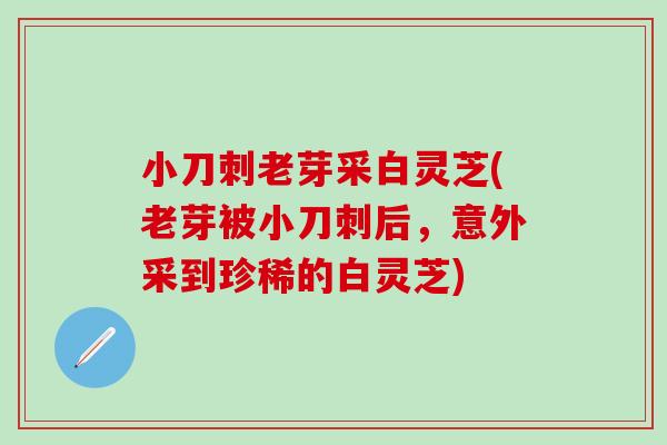 小刀刺老芽采白灵芝(老芽被小刀刺后，意外采到珍稀的白灵芝)