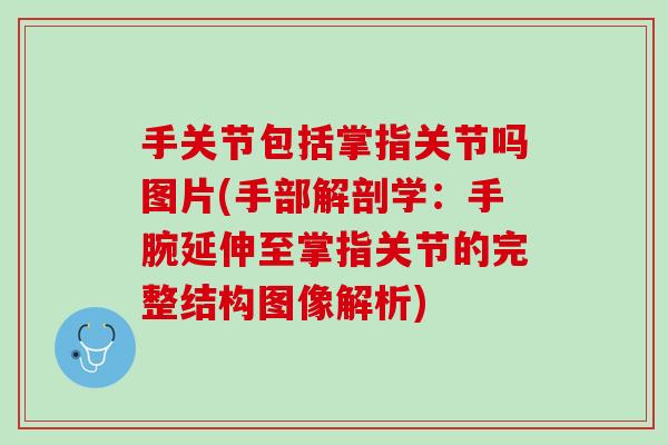 手关节包括掌指关节吗图片(手部解剖学：手腕延伸至掌指关节的完整结构图像解析)