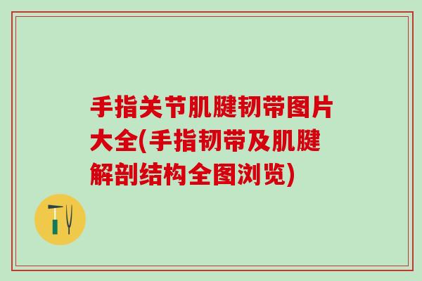 手指关节肌腱韧带图片大全(手指韧带及肌腱解剖结构全图浏览)