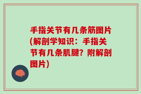 手指关节有几条筋图片(解剖学知识：手指关节有几条肌腱？附解剖图片)