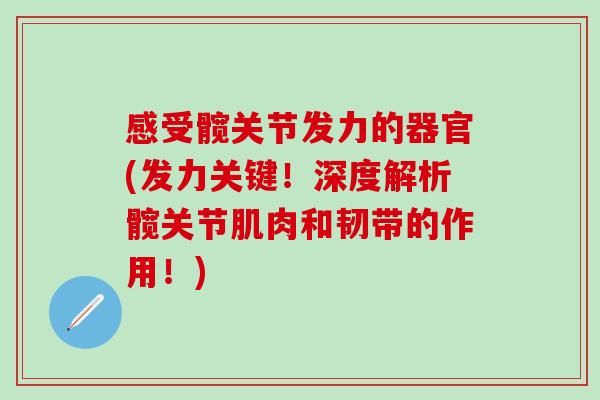 感受髋关节发力的器官(发力关键！深度解析髋关节肌肉和韧带的作用！)