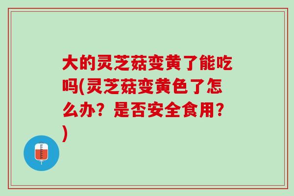 大的灵芝菇变黄了能吃吗(灵芝菇变黄色了怎么办？是否安全食用？)