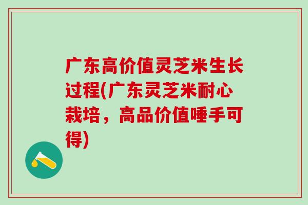 广东高价值灵芝米生长过程(广东灵芝米耐心栽培，高品价值唾手可得)