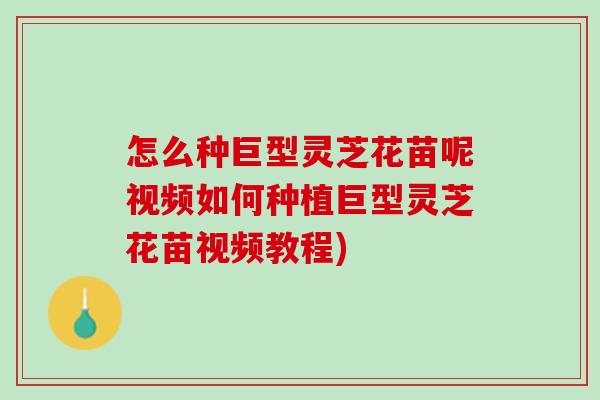 怎么种巨型灵芝花苗呢视频如何种植巨型灵芝花苗视频教程)