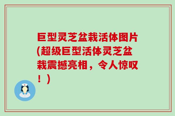 巨型灵芝盆栽活体图片(超级巨型活体灵芝盆栽震撼亮相，令人惊叹！)