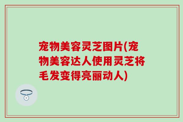 宠物美容灵芝图片(宠物美容达人使用灵芝将毛发变得亮丽动人)