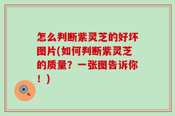 怎么判断紫灵芝的好坏图片(如何判断紫灵芝的质量？一张图告诉你！)