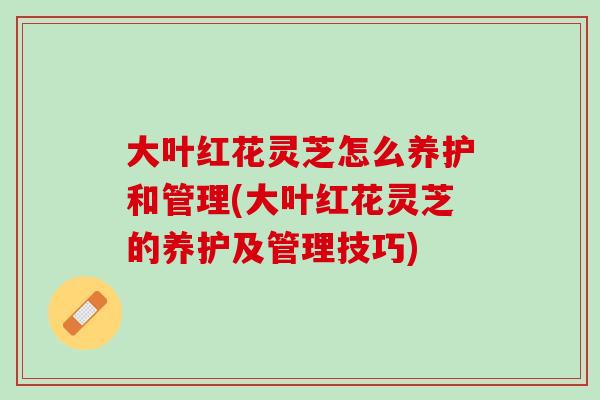 大叶红花灵芝怎么养护和管理(大叶红花灵芝的养护及管理技巧)